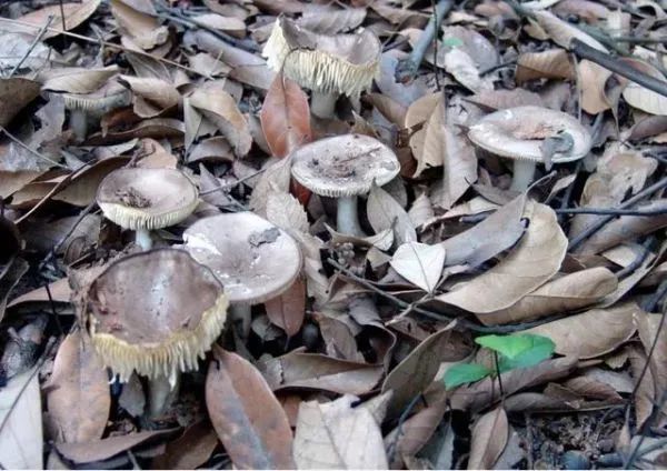 3年放倒2818人,致死53人!它好毒,它好毒,它好毒毒毒毒毒……