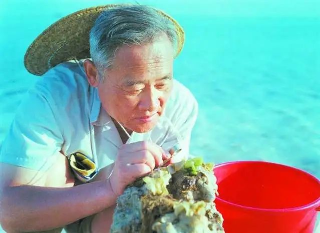 致敬稻田里奉献一生的袁隆平,致敬袁隆平的海水稻