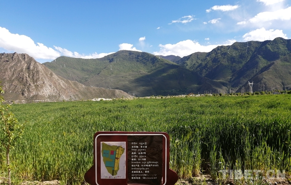 山南加查县易地搬迁,山南农村易地扶贫搬迁