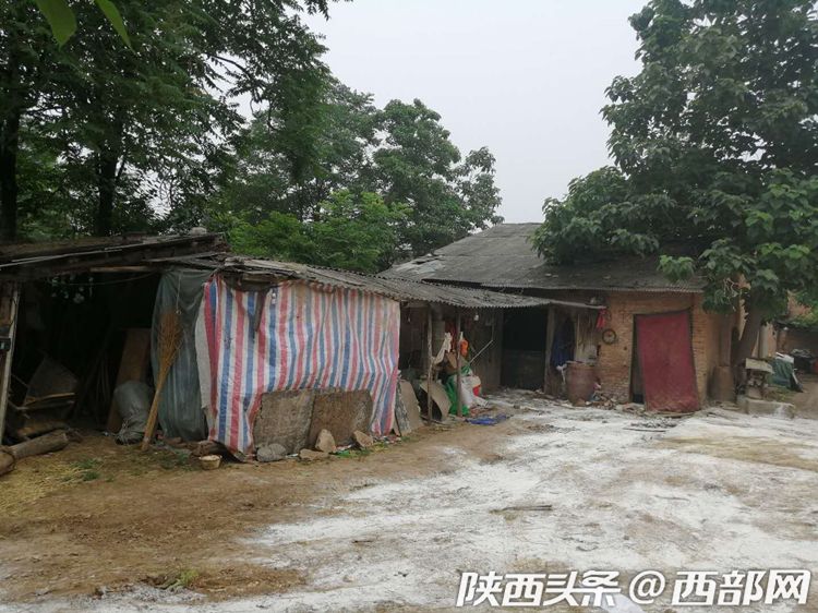 陕西岐山14头奶牛案子破了没,宝鸡岐山奶牛中毒事件有结果了吗