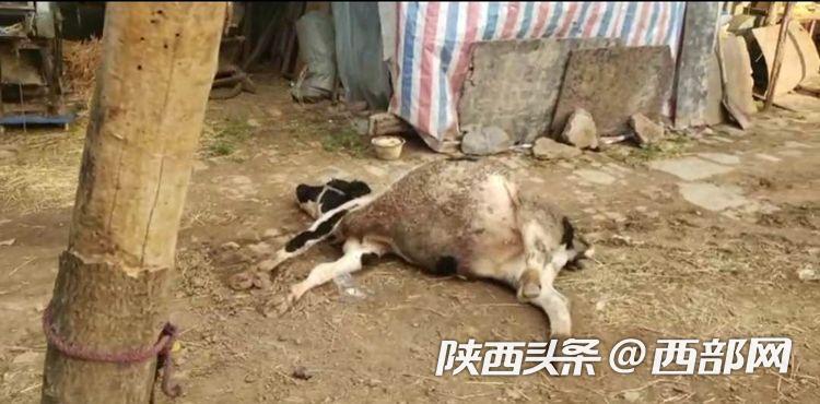 陕西岐山14头奶牛案子破了没,宝鸡岐山奶牛中毒事件有结果了吗