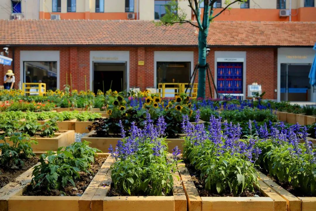 养眼!愚园路上这个“开放式植物乐园”受欢迎!