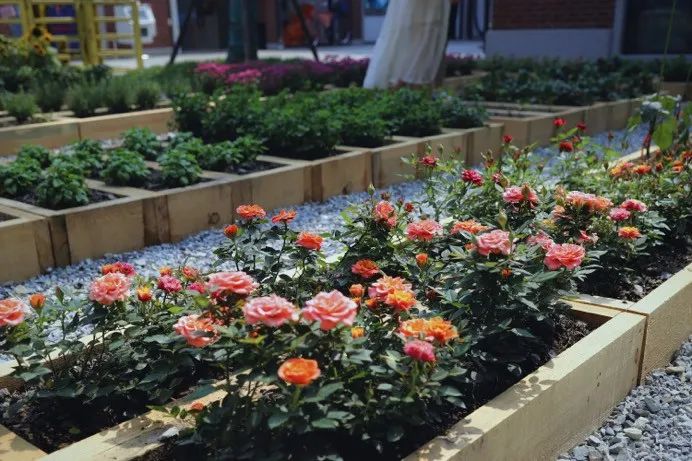 养眼!愚园路上这个“开放式植物乐园”受欢迎!