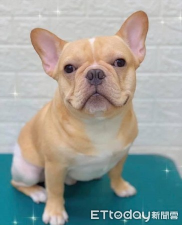 法斗屁屁发炎,法斗屁屁很红什么原因