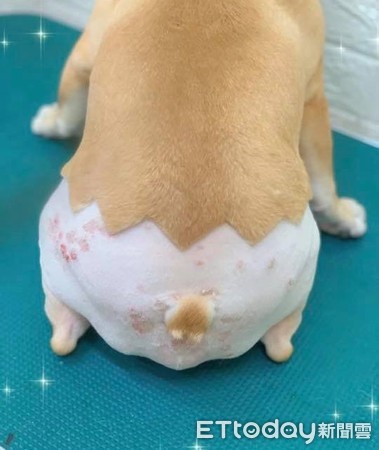 法斗屁屁发炎,法斗屁屁很红什么原因