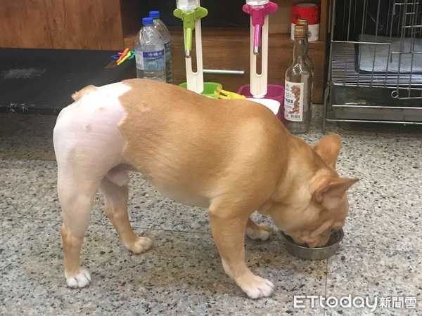 法斗屁屁发炎,法斗屁屁很红什么原因