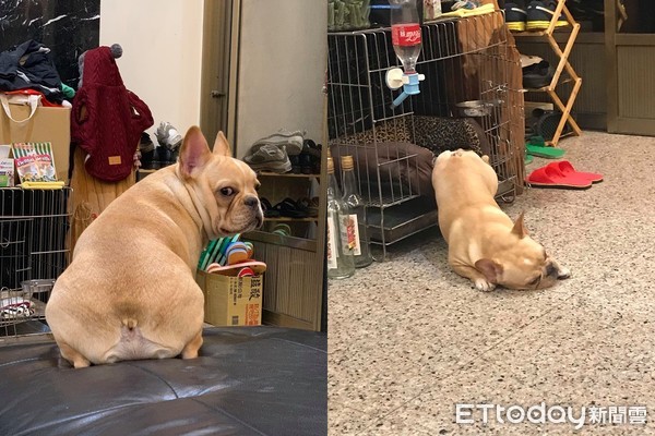 法斗屁屁发炎,法斗屁屁很红什么原因