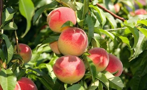 拜托各位！阜阳的程先生需要帮助