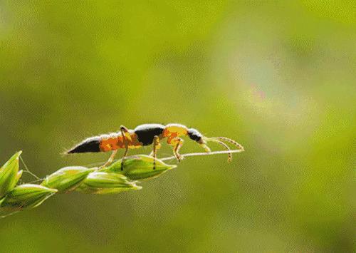 小伙随手捏死一只虫,一觉醒来满脸脓包!夏天到了,一定要当心它