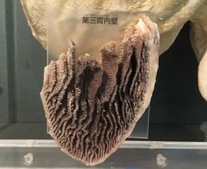 最好吃的牛肚是哪个,牛肚跟原味牛肚的区别