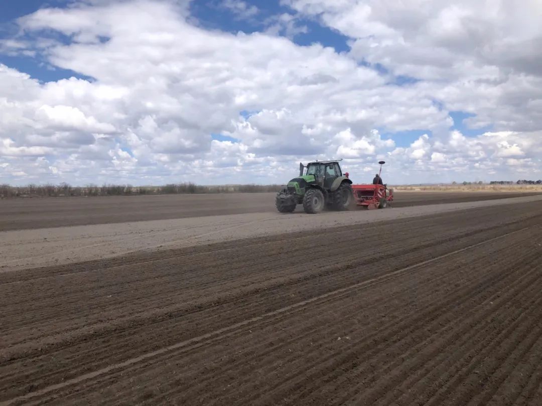 沽源县藜麦,沽源县种植藜麦