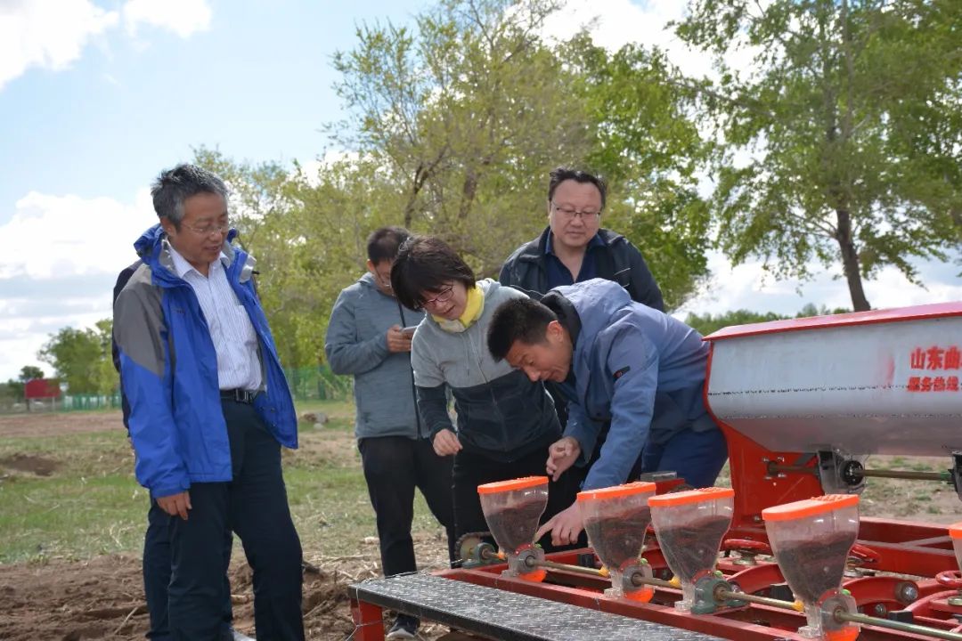 沽源县藜麦,沽源县种植藜麦