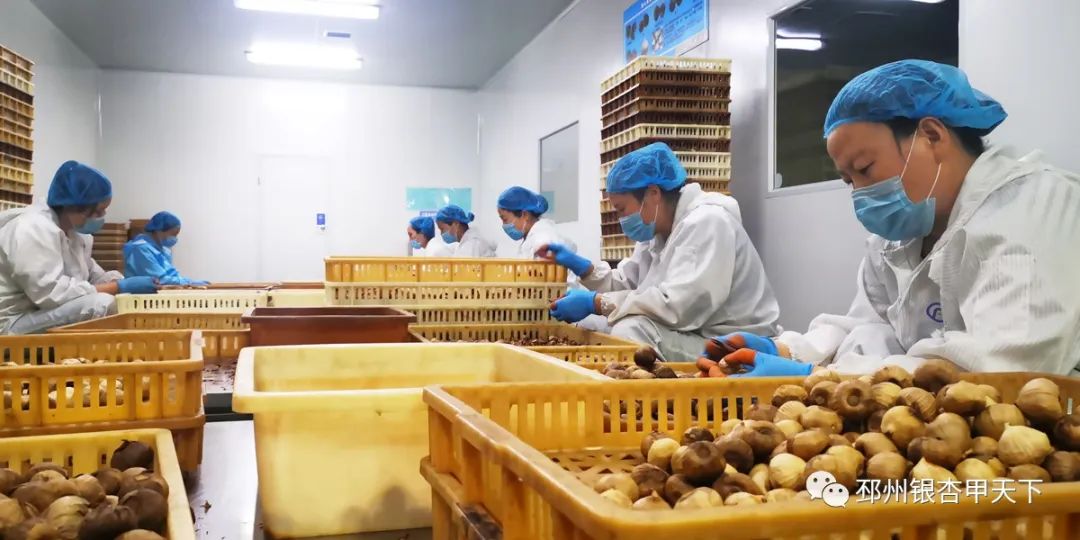 邳州大蒜获地理标志保护,邳州大蒜获得欧盟地理标志保护