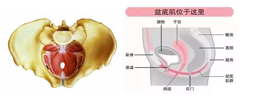 尿失禁盆底肌肉治疗可以治愈吗,膀胱功能训练间歇导尿的方法