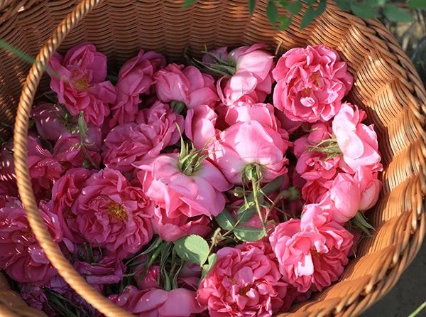 梦露说过的话,梦露香奈儿五号