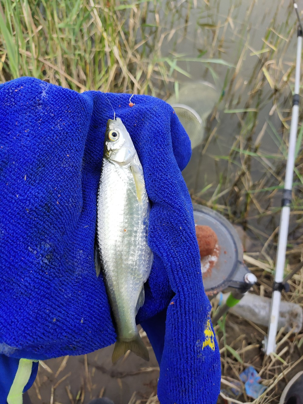 野钓水底有水草调漂最佳方法,野钓水底有枯水草
