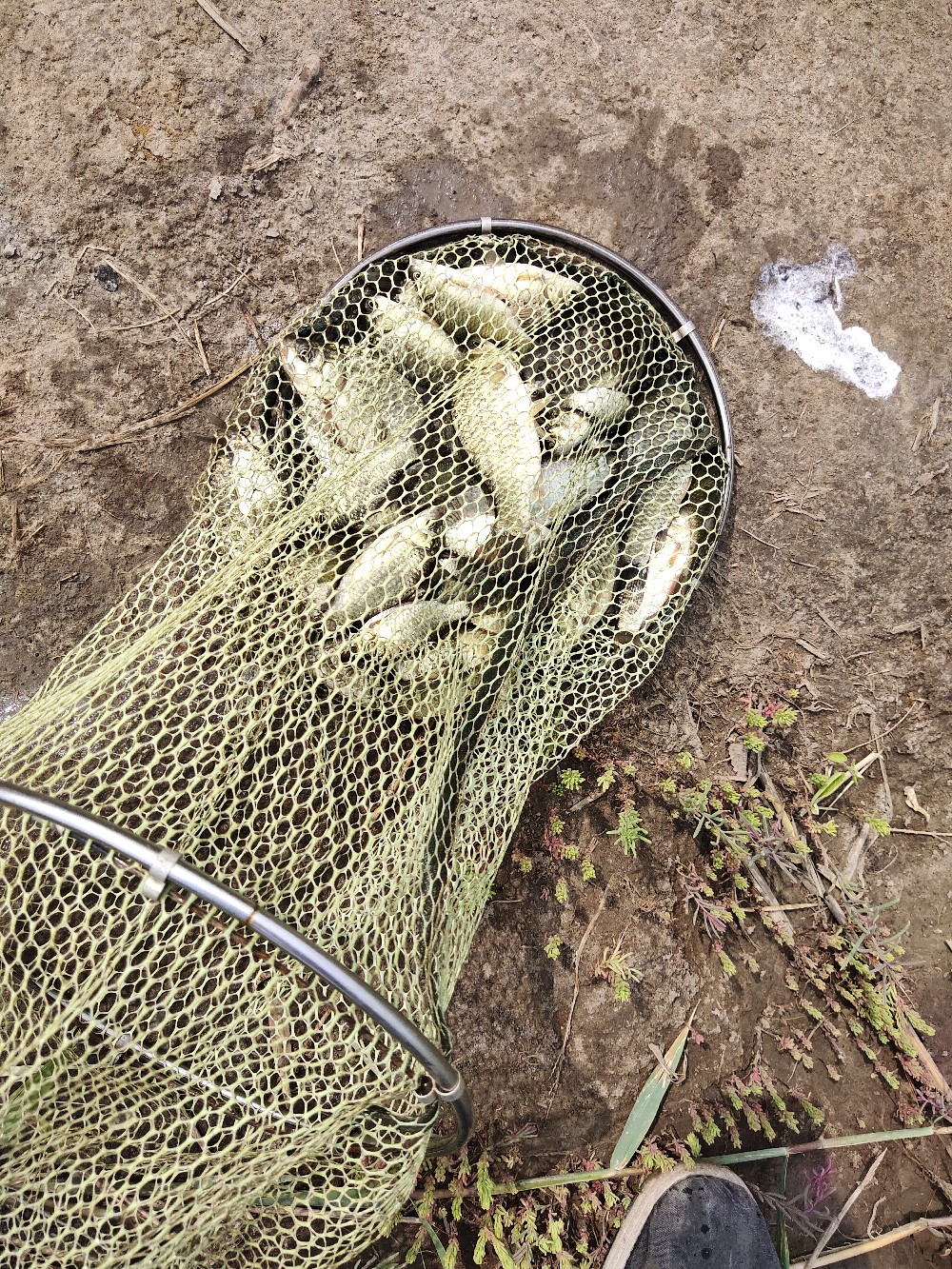 野钓水底有水草调漂最佳方法,野钓水底有枯水草