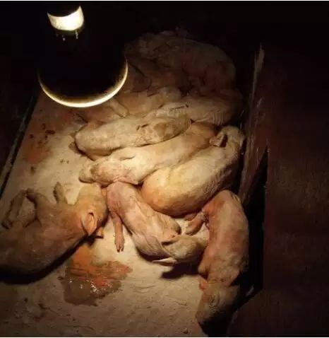 猪场流行性腹泻怎样处理,仔猪流行性腹泻猪圈怎么消毒