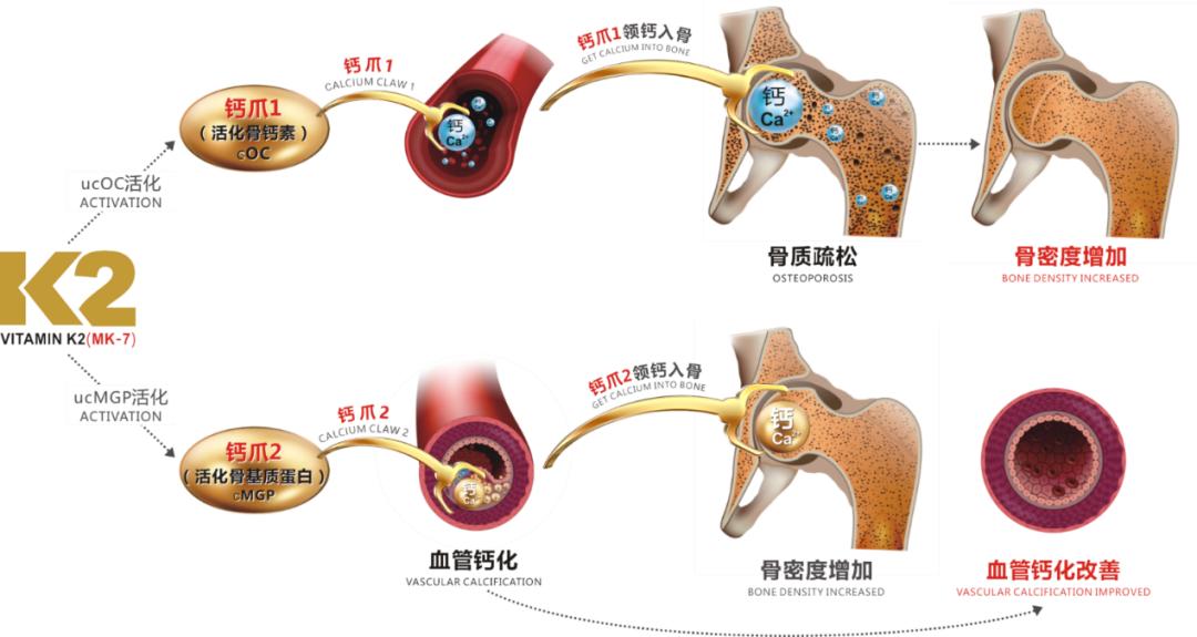 维生素k2钙入骨,骨质疏松维生素k2
