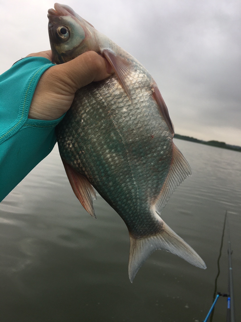 下雨天狂拔大鲫,雨天狂拉草鱼