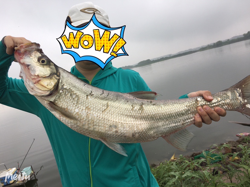 下雨天狂拔大鲫,雨天狂拉草鱼