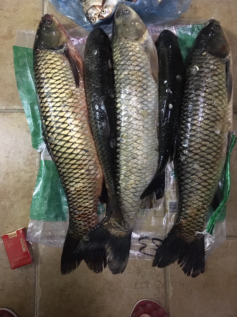 下雨天狂拔大鲫,雨天狂拉草鱼