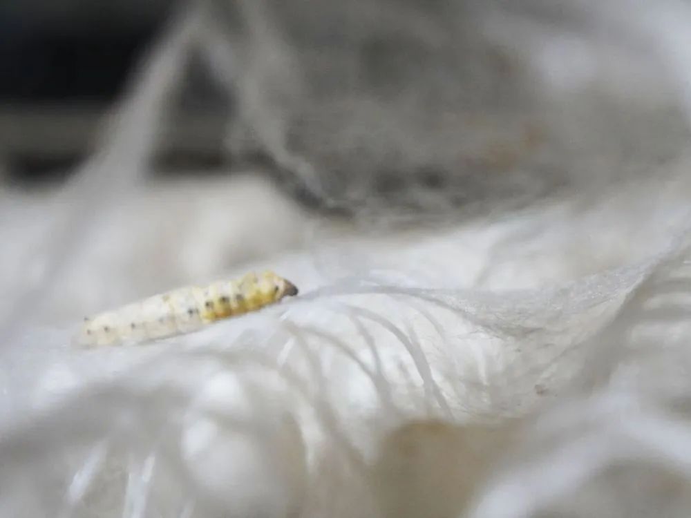 夏季最凉快桑蚕丝,桑蚕丝适合夏季