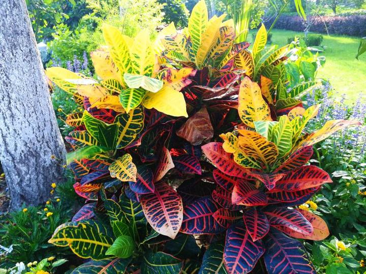 以前开窗是垃圾，现在空气都是甜的，杭州金地自在城多了个漂亮的小花园