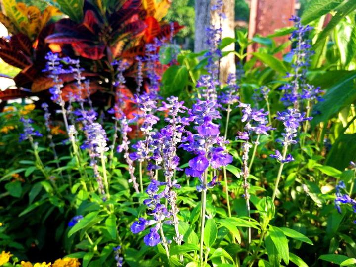 以前开窗是垃圾，现在空气都是甜的，杭州金地自在城多了个漂亮的小花园