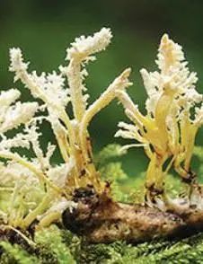 618购物分享夏日限定好物,618购物车好物