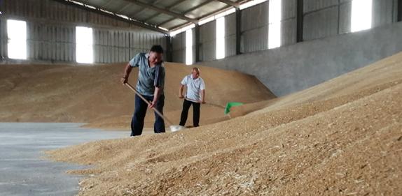 安阳各县区小麦产量,农业农村部今年夏粮产量