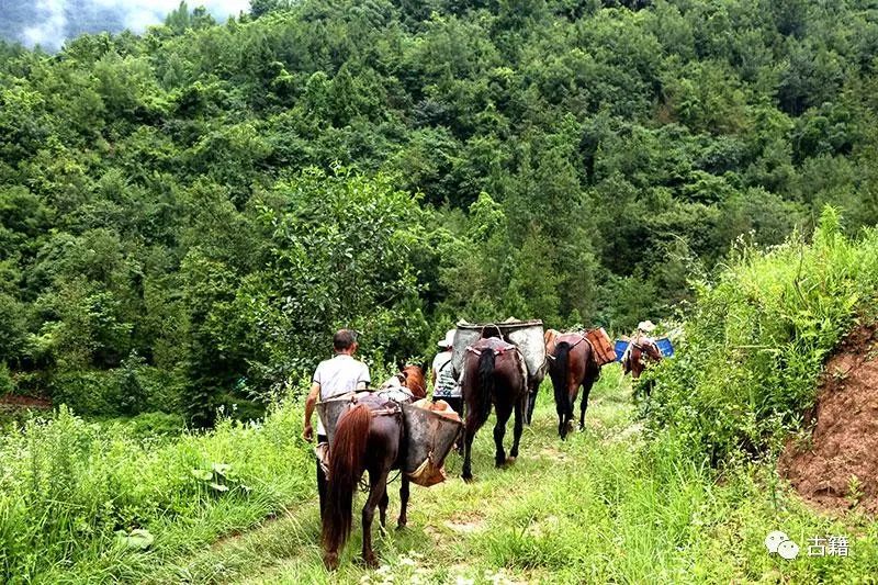 2022普洱老茶拍卖价格,九十年代的普洱熟茶拍卖价