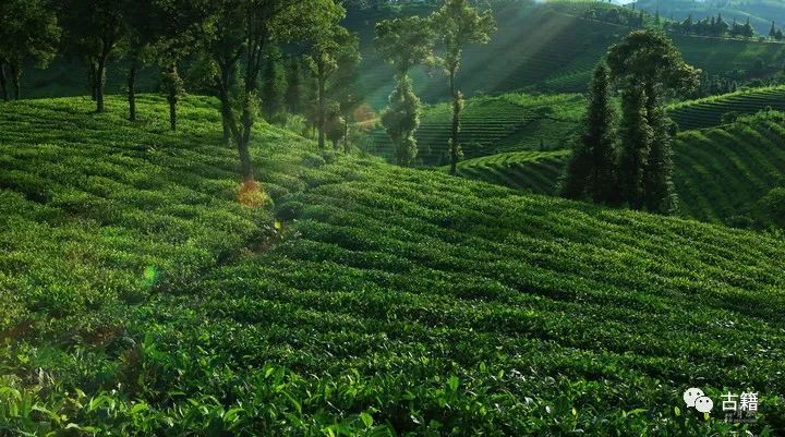 2022普洱老茶拍卖价格,九十年代的普洱熟茶拍卖价