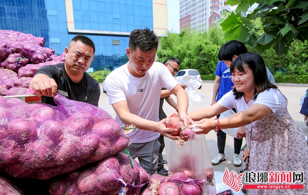 求助洋葱滞销种植户盼客商,洋葱滞销视频