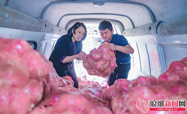 求助洋葱滞销种植户盼客商,洋葱滞销视频