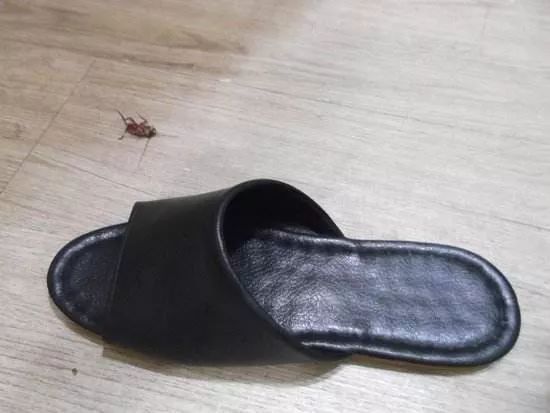 灭蟑螂的最好方法彻底消灭蟑螂,灭蟑螂的最好方法家里有很多蟑螂