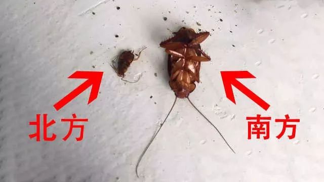 灭蟑螂的最好方法彻底消灭蟑螂,灭蟑螂的最好方法家里有很多蟑螂