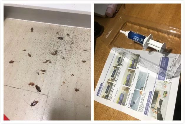 灭蟑螂的最好方法彻底消灭蟑螂,灭蟑螂的最好方法家里有很多蟑螂