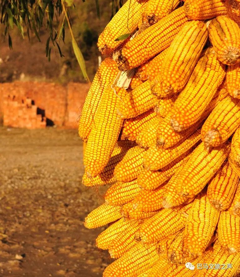 巴马长寿之乡有哪些特色美食,巴马十大必吃美食