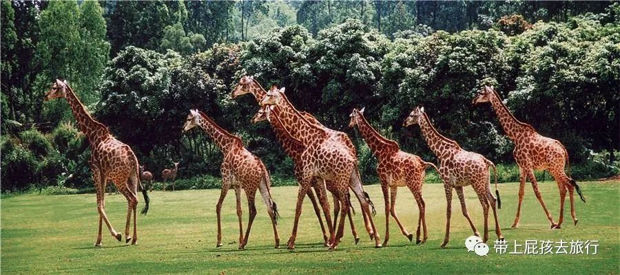 珠海长隆带小孩住哪个酒店比较好,长隆各个酒店区别