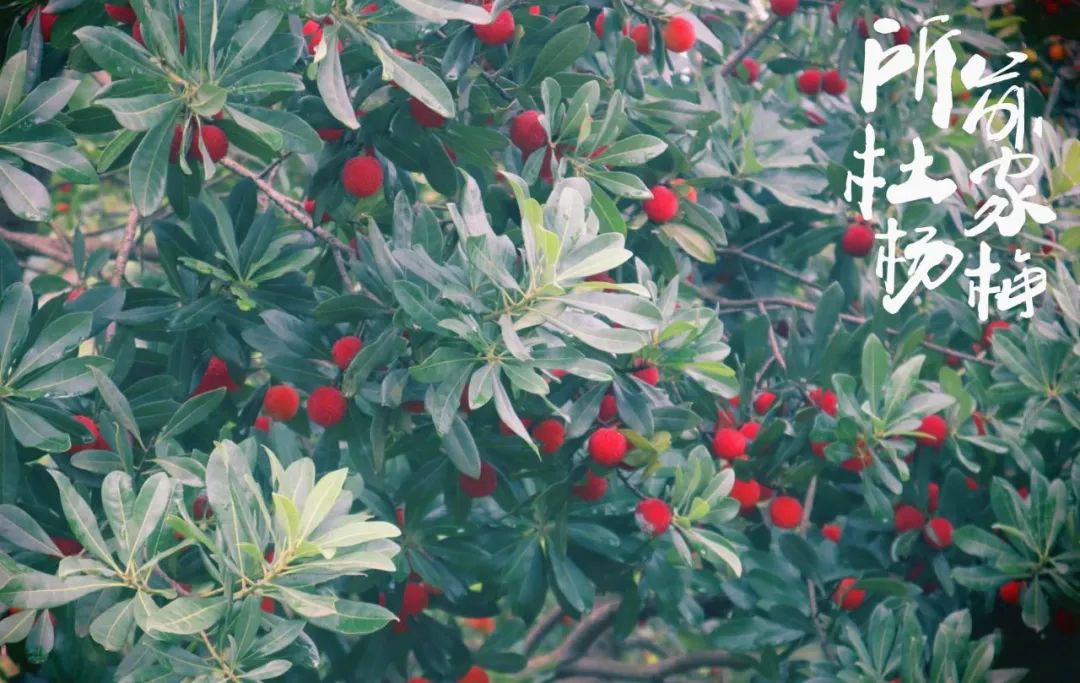 厉害了!把手机变成新农具,萧山所前女镇长带着村嫂直播带货!