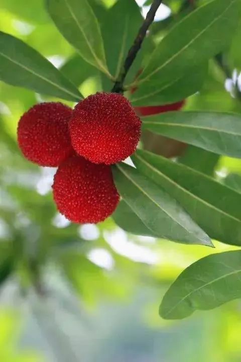 厉害了!把手机变成新农具,萧山所前女镇长带着村嫂直播带货!