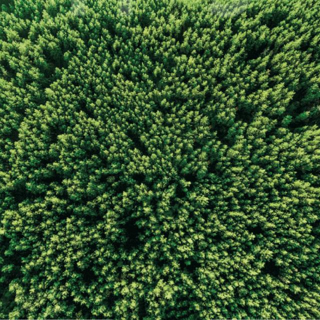 拥有风靡全网的“网绿”才是向往的生活