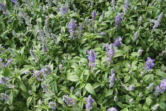 新升级↑像口红一样的紫草膏,远离痒痛,舒“肤”一夏