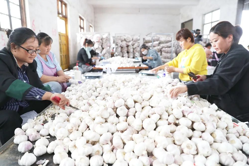 邳州大蒜获地理标志保护,邳州大蒜获得欧盟地理标志保护