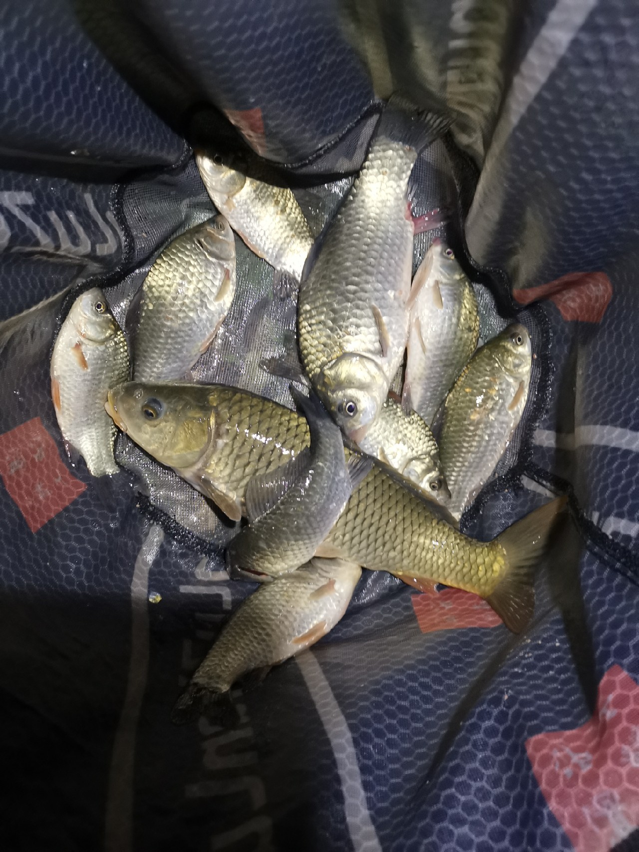 多日未冒泡，竟然掉了一个粉丝，打击来的突然