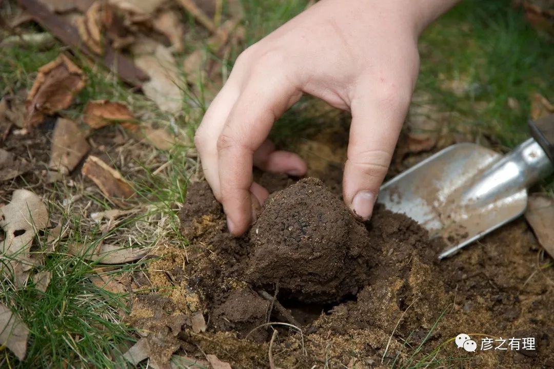 别看它长得像“粪球”，却是“黄金”配料，错过了要等一整年