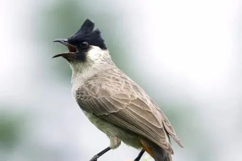 悦读——佤山的鸟儿：黑头公