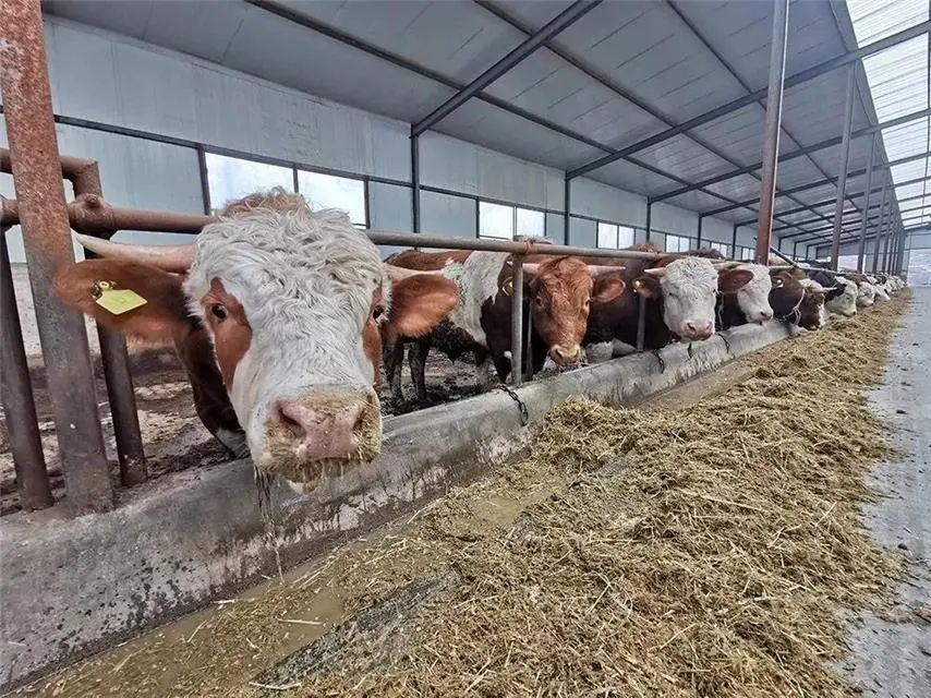 宁夏做大做强优势产业,隆德县杨河乡串河村