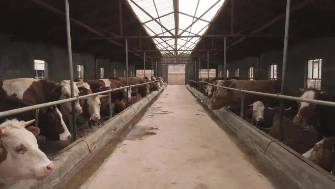 宁夏做大做强优势产业,隆德县杨河乡串河村